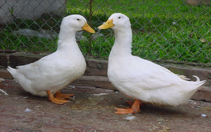 Mơ Thấy Vịt Xiêm đánh số gì trúng lớn? 5 Mơ Thấy Vịt Xiêm đánh số gì trúng lớn?